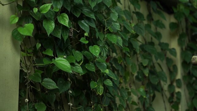 Lush Green Vine Leaves Swaying in the Wind Against a Textured Wall