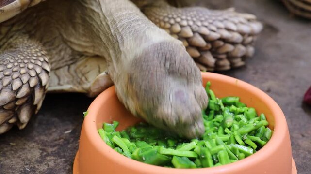 Close-up of a Sulcata tortoise eating chopped green cactus pads from a bowl.