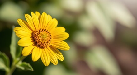 Obraz premium Bright Yellow Daisy Flower in Natural Garden Setting.