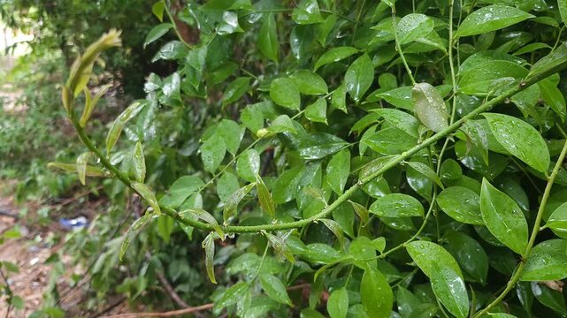 Close-up of shiny green leaves and sharp thorns of Mexican cat's claw plant after rain.