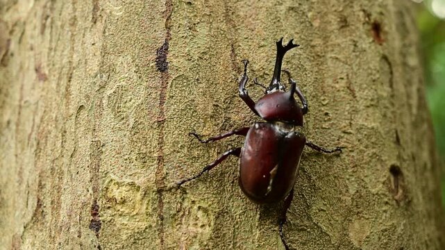 4K macro footage of Taiwan Rhinoceros Beetles in a summer forest. Captures authentic wildlife behaviors, including rhinoceros beetle mating, feeding, and natural interactions on tree bark. Perfect for