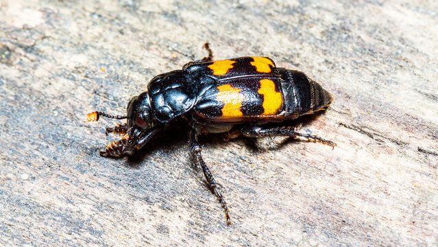 colorado potato beetle