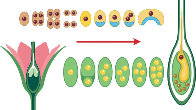 Angiosperm plant reproduction vector infographic showing microsporogenesis megasporogenesis and double fertilization diagram