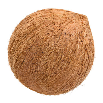 Whole brown coconut with fibrous husk texture, isolated on transparent cutout background