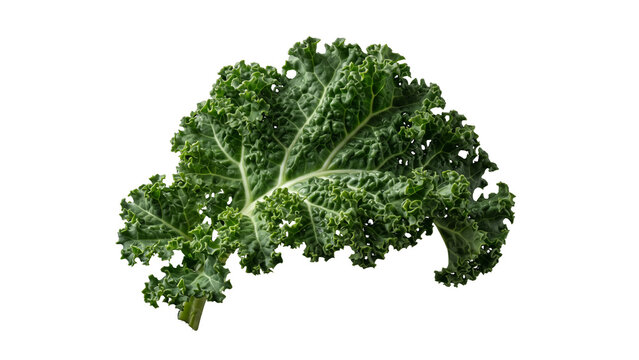 Fresh curly green kale leaves healthy superfood, isolated on transparent background