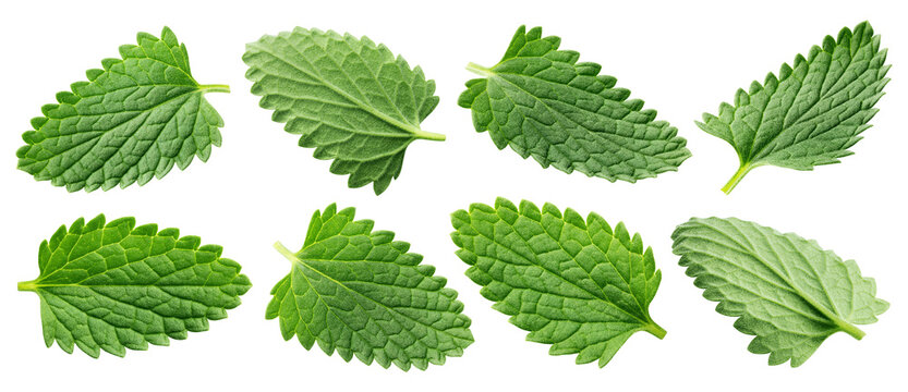 Mint Leaves, spearmint, isolated, full depth of field