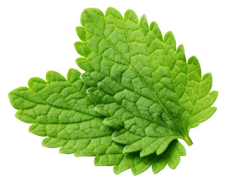 Mint Leaves, spearmint, isolated, full depth of field