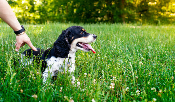 Black and white English Cocker Spaniel dog lying in green grass on a blurred park background. The owner holds the dog with his hand. Executing commands. Training. The photo is horizontal and blurred.