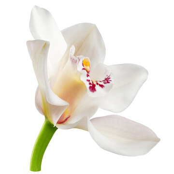 Orchid flower, isolated, full depth of field