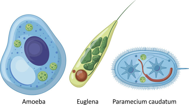 Microscopic organism vector set with cartoon amoeba euglena and paramecium caudatum biology clipart