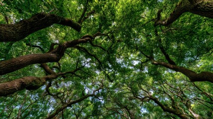 Fototapeta premium Lush Green Tree Canopy Overhead in a Vibrant Forest Swaying Gently in the Breeze with Sunlight Filtering Through Leaves and Branches