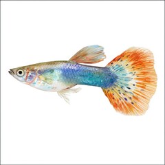 Fototapeta premium Vibrant Colorful Guppy Fish Isolated On A Clean White Background