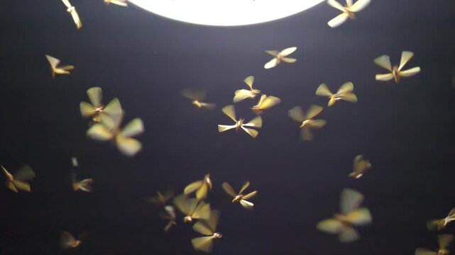 Large groups of alates are buzzing around light bulbs at night, a termite ecosystem.