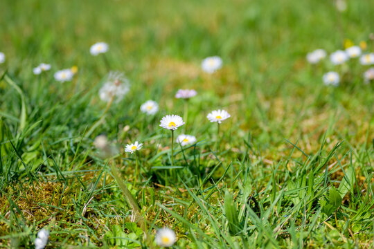 Spring Daisies Growing Green Meadow
