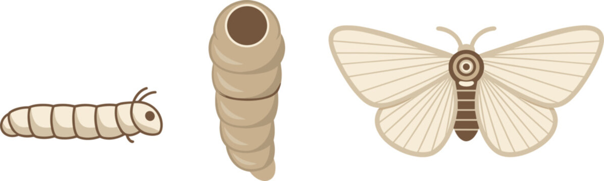 Silkworm life cycle vector set featuring caterpillar larva cocoon pupa stage and adult silk moth insect for biology education textile industry and nature design
