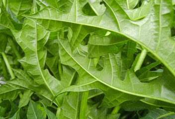 Fototapeta premium close up of fresh green chaya or japanese papaya leaves texture background