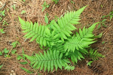 Vibrant ferns grow amidst dry pine needles © Semata
