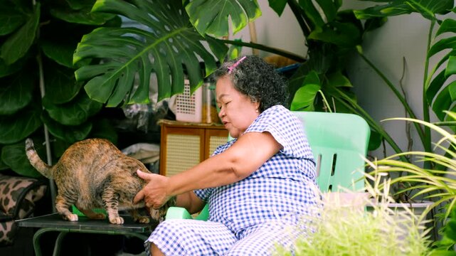 Happy Asian senior woman sitting on a chair and petting her cute cat in the garden at home, enjoying peaceful retirement lifestyle.