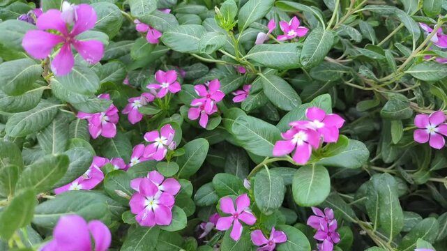 Pink periwinkle flower bush
