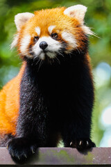 Obraz premium A cute red panda up high, front close-up