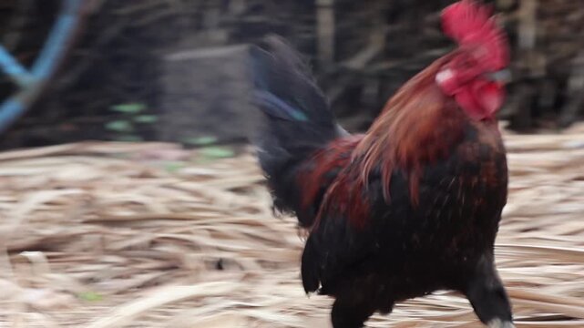Close-Up of a Rooster Preening and Turning Its Head in a Pen. A detailed, stable close-up shot of an alert rooster looking around, turning its head side to side.