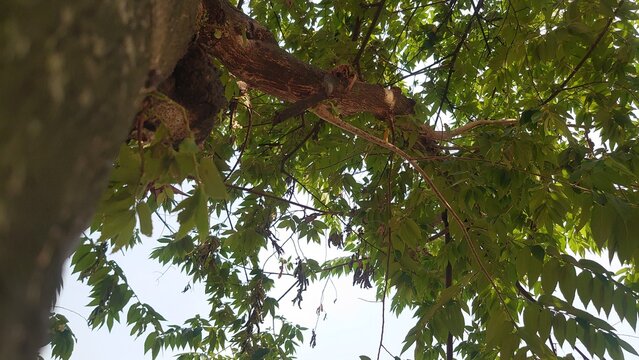 squirrel on tree