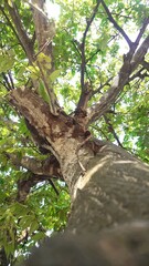 Fototapeta premium tree in the park