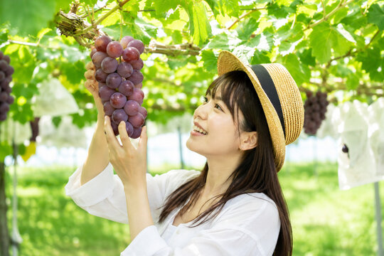 笑顔でぶどう狩りを楽しむ女性 秋の果物狩り・収穫体験