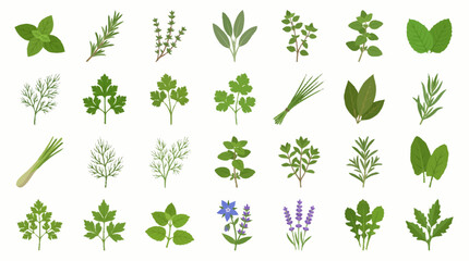 Fototapeta premium Collection of various green leafy plants and herbs.