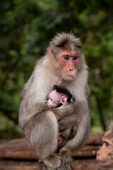 Closeup Mother monkey and baby © Black Spade Design