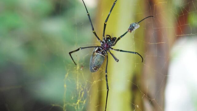 Macro of a giant golden silk orb weaver spider on its web, large Nephila pilipes wild spider in the tropical forest with blurred green background.