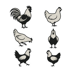 Black and white chickens and rooster illustrations © MARINA
