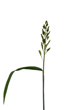 Single green sorghum ear or millet seed head (Sorghum bicolor) on a stem with a leaf, isolated on a white background. Agriculture cereal crop.Single green sorghum ear or millet seed head (Sorghum bico