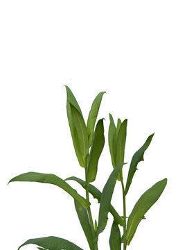 Fresh green wild spinach or goosefoot plant (Chenopodium album) leaves growing, isolated on a white background. Healthy organic herbal foliage.