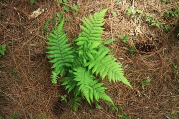 Fresh green fern fronds emerge from pine needles © Semata