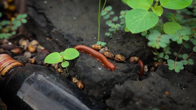 An Asian millipede moving across dark ground near a discarded glass bottles.