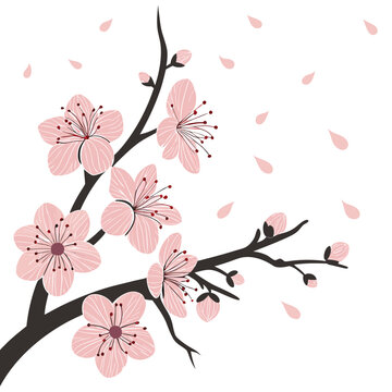 Cherry blossom branch with pink flowers and falling petals on a white background, flat