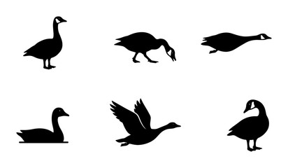 Canada Goose Silhouettes, Vector Icons: Standing, Feeding, Swimming, Flying Poses © Muna