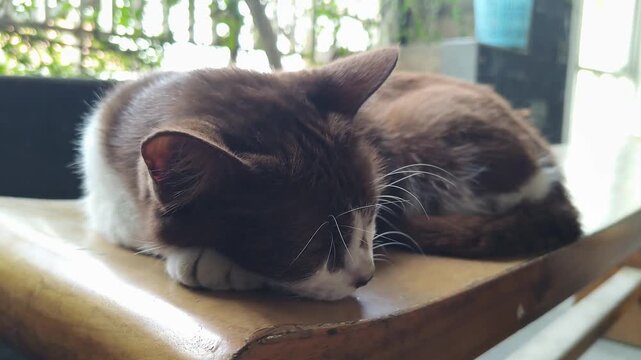 A peaceful brown and white domestic cat is comfortably napping on a warm wooden surface, enjoying a quiet moment of rest indoors during the day