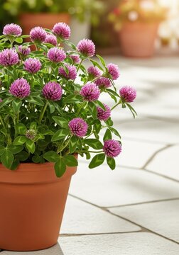 Lush red clover plant with rounded pink blooms and green trifoliate leaves growing in a traditional terra cotta flowerpot on a bright patio, botanical, growth, soil