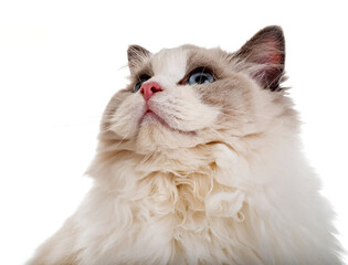 ragdoll cat in studio © cynoclub