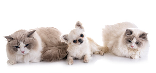 ragdoll cats and chihuahua © cynoclub