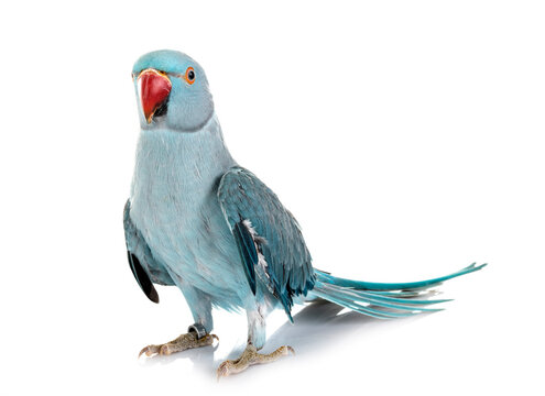 Rose-ringer parakeet in studio