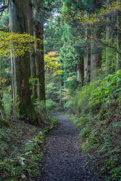 Old Tokaido Cedar Avenue, Hakone, Kanagawa Prefecture