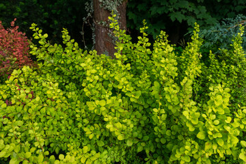 Dense golden Japanese barberry, Berberis thunbergii, forms upright branches covered with small rounded yellow-green leaves in an ornamental garden border. The vivid deciduous shrub provides colorful f © Volha