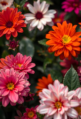 Fototapeta premium Close-up of vibrant blooming zinnia flowers in garden