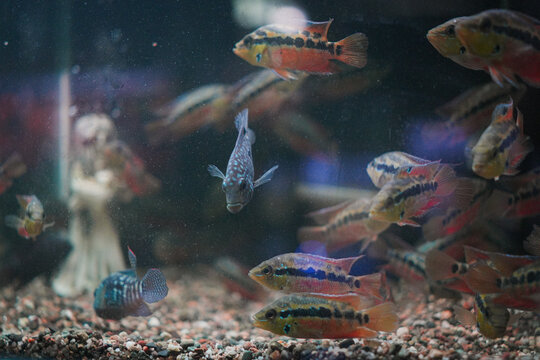Colorful cichlid fish swimming inside freshwater aquarium tank