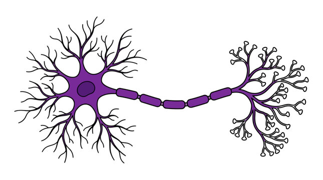 Neuron structure, nerve cell, brain cell, synapse connection