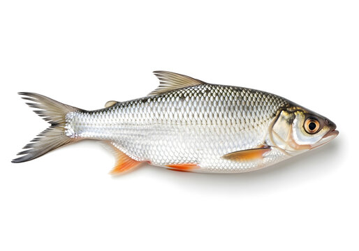 High-resolution image of a fresh silver bream fish with natural texture and color, ideal for seafood marketing, culinary blogs, fishing industry, and educational materials.