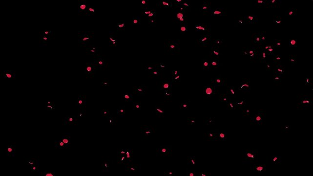 大量の赤いバラの花びらが降り注ぐ情熱的なループ映像